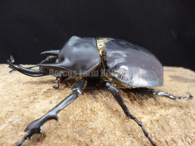 ブラジル産 ゾウカブト 86mmX45mm ブラジル産 ゾウカブト 86mmX45mm