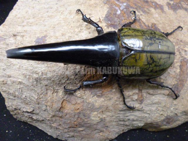 ヘラクレス標本用超極太