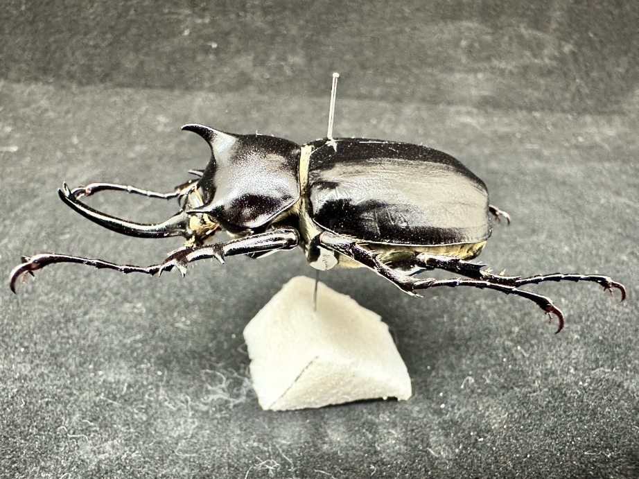 標本 Australia Stigmodera miranda 38mm Australia Stigmodera