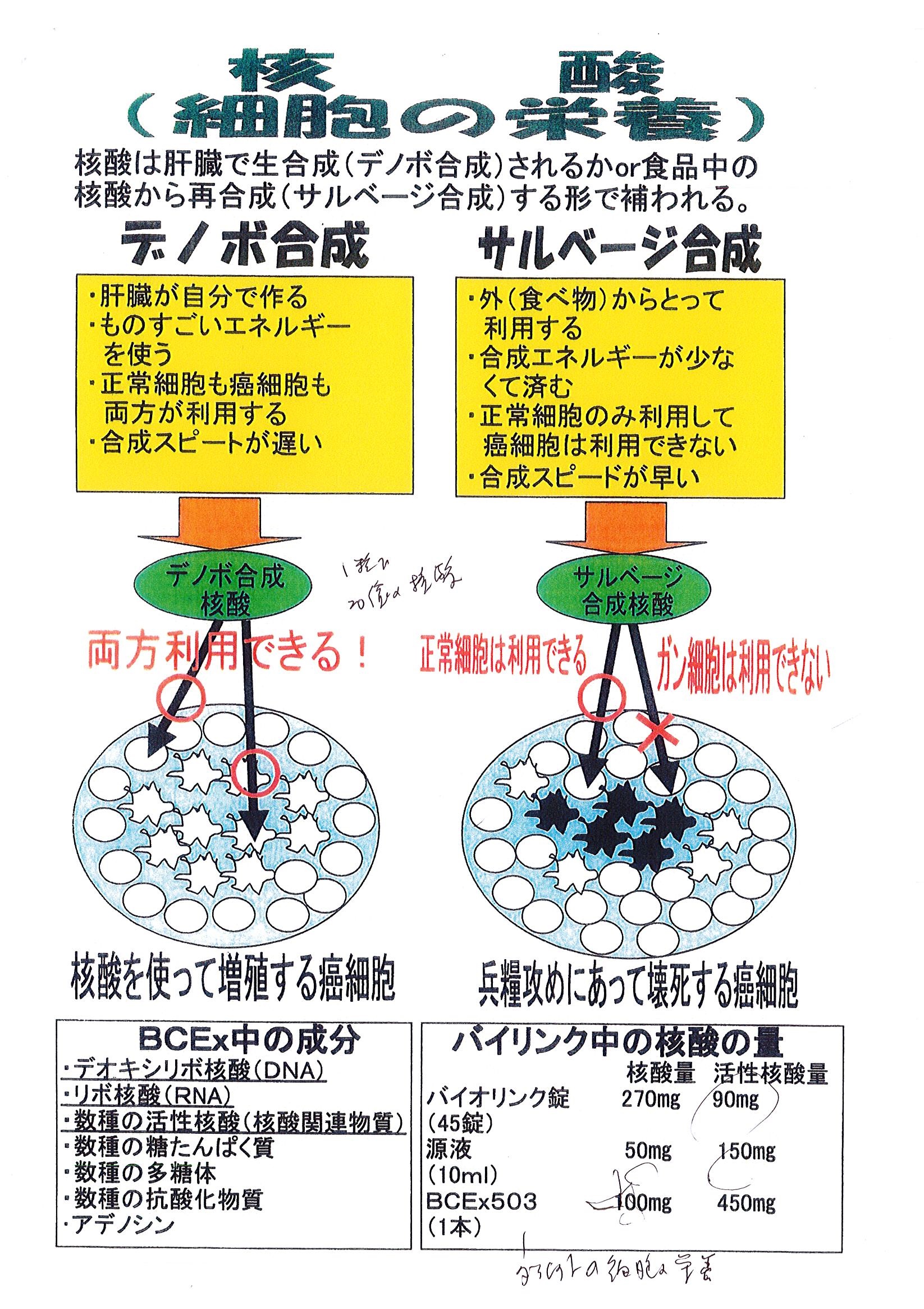 核酸とバイオリンク | 長崎の漢方薬店でダイエット無料相談｜ドラッグ