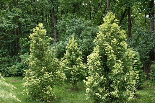 Cryptomeria japonica 'Sekkan' | Cryptomeria japonica 'Sekkan-Sugi