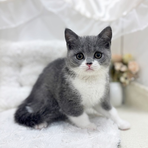 短毛シュシュ、スノーフレーク(淡ブルー)わんちゃん猫ちゃん用 短毛