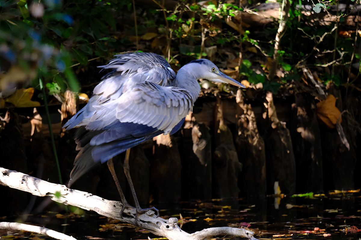 オオタカ、カワセミ、冬の野鳥を富士フイルム「X-H2S」と「XF150