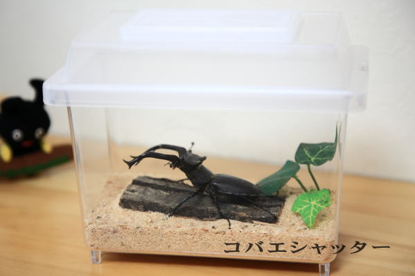 オオクワガタ クワガタ カブトムシ 販売 通販 専門店｜ドルクスダンケ