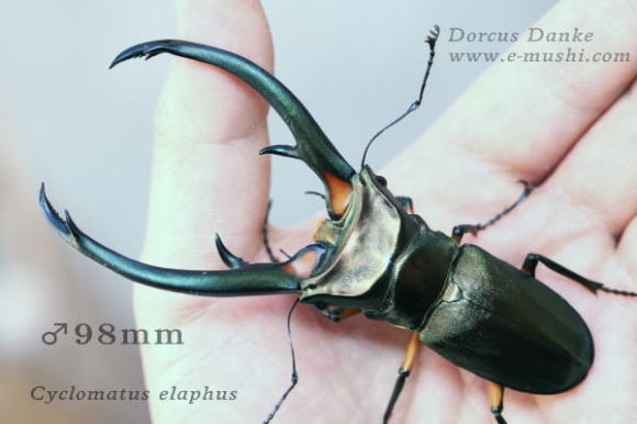エラフスホソアカクワガタ｜ドルクスダンケ