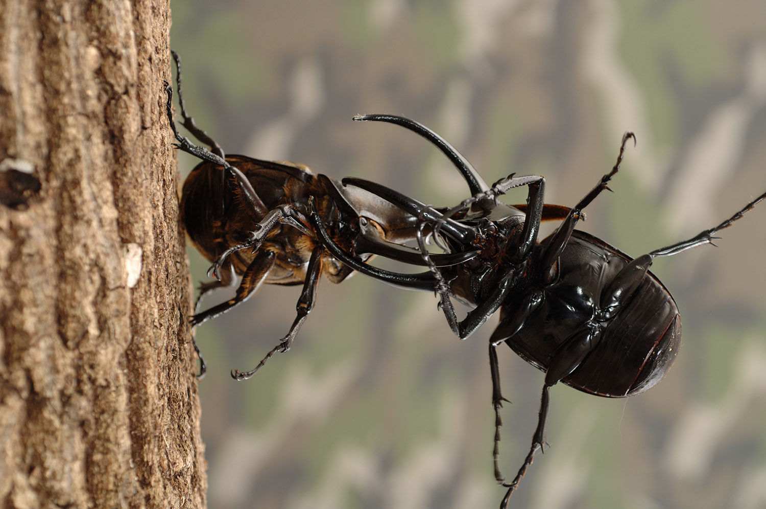 DVD | ドルクスダンケ