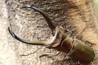 トルンカートゥスホソアカクワガタ｜ドルクスダンケ