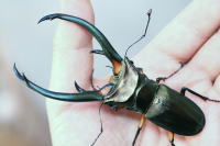 エラフスホソアカクワガタ｜ドルクスダンケ