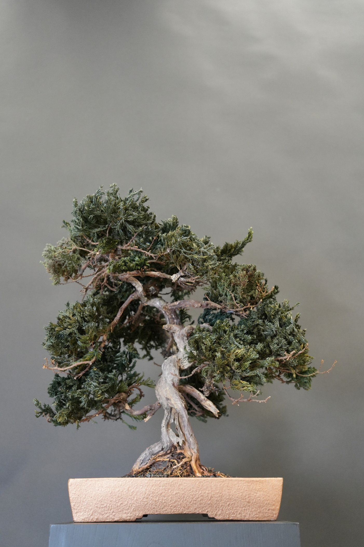 枯盆栽｜ドライ盆栽｜枯れ盆栽｜プリザーブド盆栽｜dry-bonsai