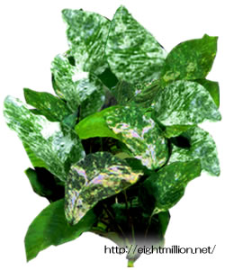 アヌビアス・バルテリー・バー・バルテリー斑入り | 超水草図鑑