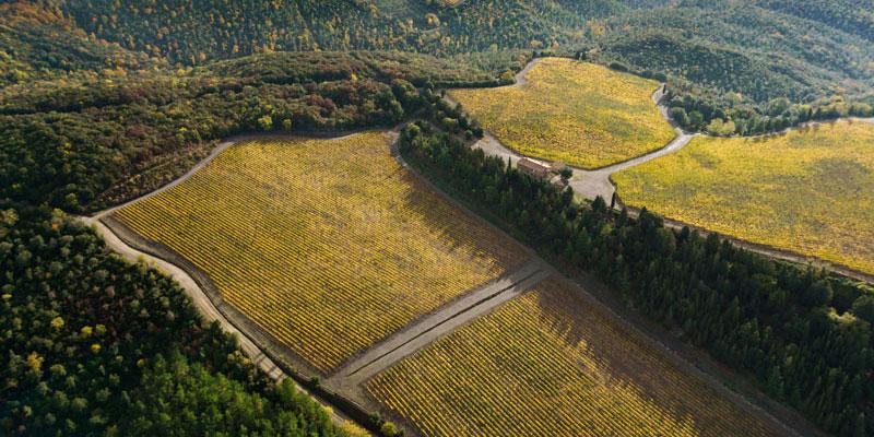 テヌータ・ルーチェ TENUTA LUCE | エノテカ - ワイン通販