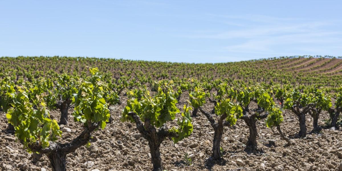 ボデガス・イ・ヴィニェドス・アリオン（ベガ・シシリア） BODEGAS Y