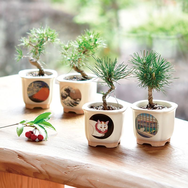 JAPANESE BONSAI 松盆栽 – entre vida-online