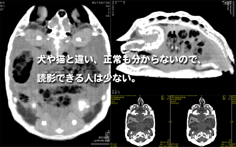 エキゾチックインフォメーションセンター：エキゾチックアニマルの総合