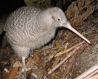 Apteryx owenii (Little Spotted Kiwi) - Avibase