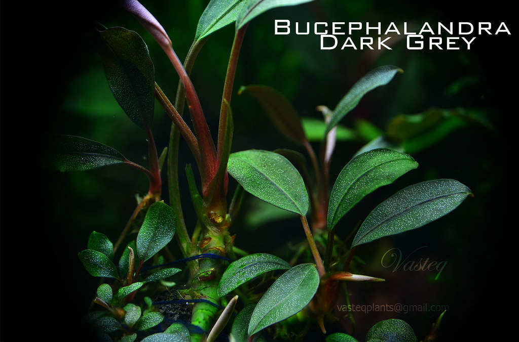 Bucephalandra sp.”Dark gray“【TB便】 本物 【TB便】ダークグレイ