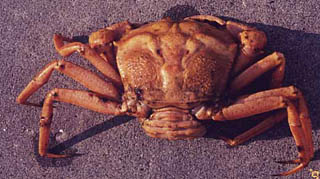 静岡県/水産技術研究所/水技研らいぶらりぃ/水技研デジタル