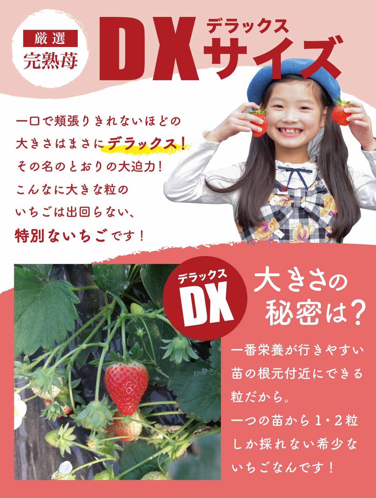 いちご ラブソング（紅ほっぺ）デラックス DXサイズx2トレイ【送料