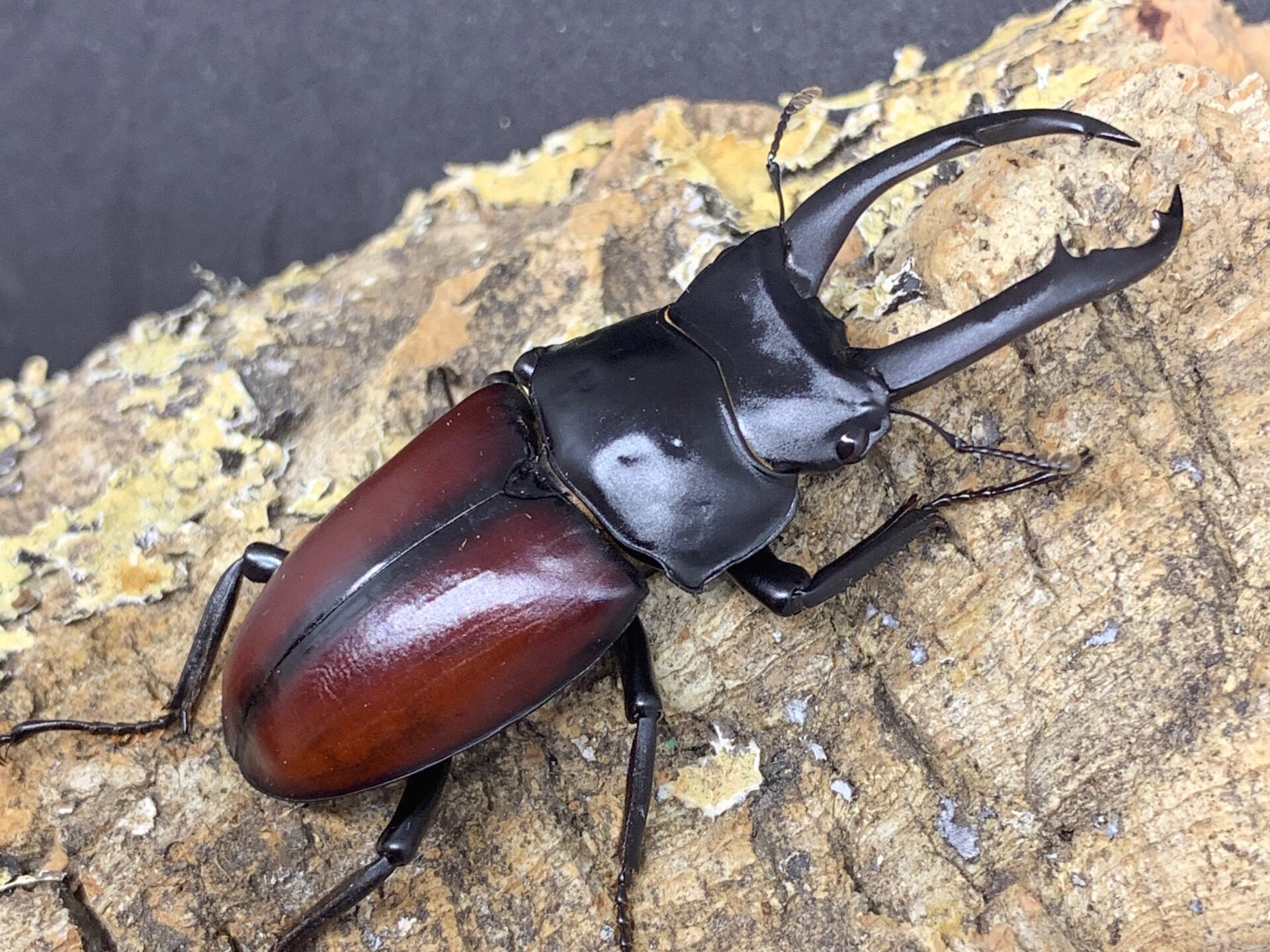 飼育情報大公開】野外品購入の赤ドンキ（ドンキエルコクワ ）の