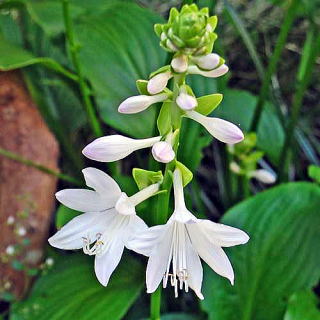 ギボウシ（ホスタ） 新・花と緑の詳しい図鑑