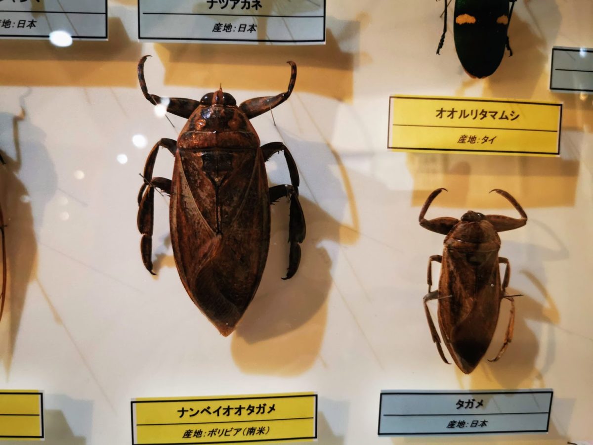 ボリビア産ナンベイオオタガメ113mm(口から給水官)