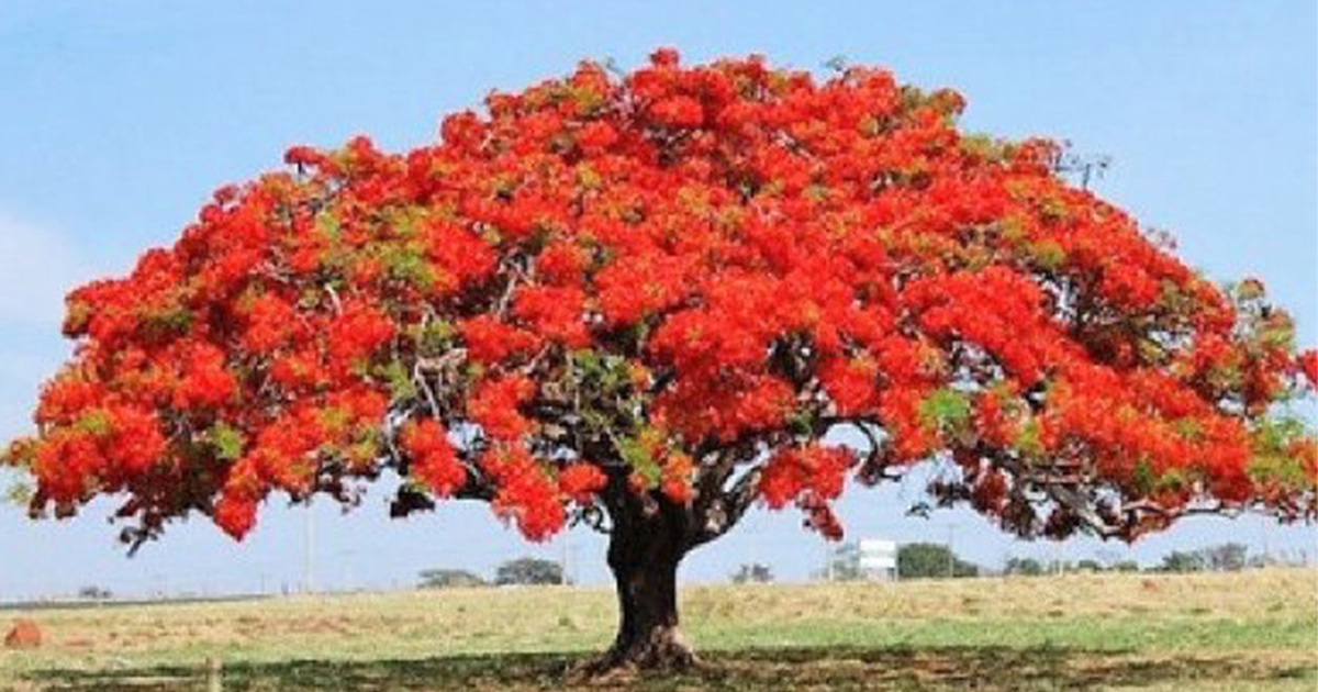 第38話 鳳凰木（ほうおうぼく）関するエピソード - 秋田古財ランド