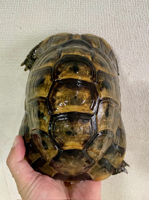 リクガメ等に使用してました！ 中古のインキュベータ（爬虫類