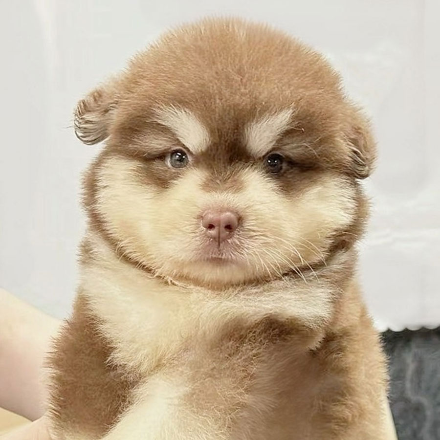 ナンシー - 大型犬カフェ GRAND MOU《ぐらんむー》 | 千葉県木更津市