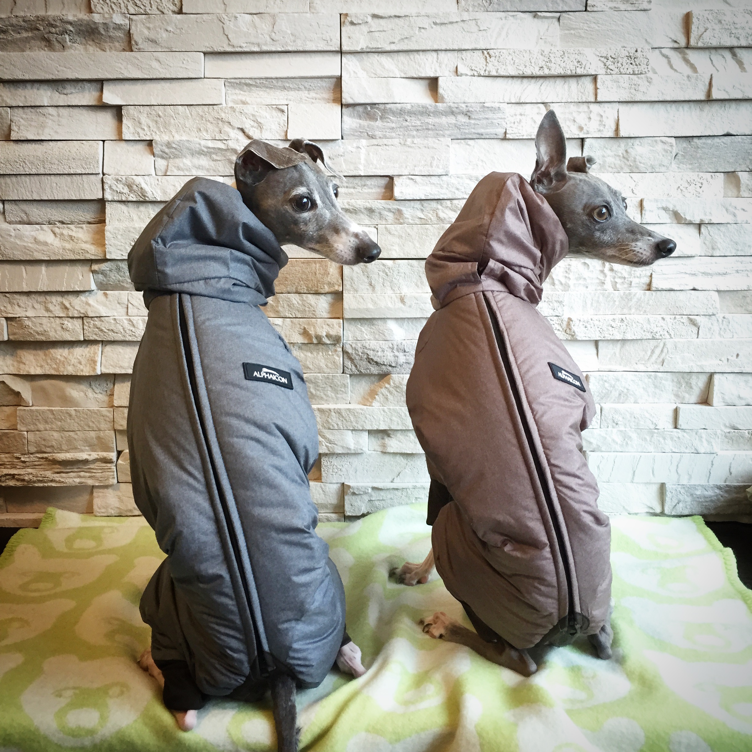 ピムリコ イタグレ用 スノースーツ