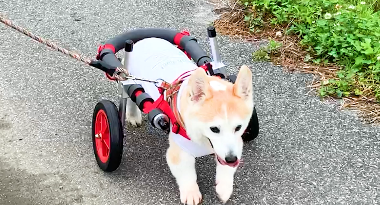 犬用車椅子・歩行器の【はな工房】｜オーダーメイド&全国対応可