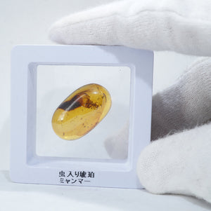 レア極上品TA0026虫入り琥珀化石 ミャンマーカムティかタナイ9900万年