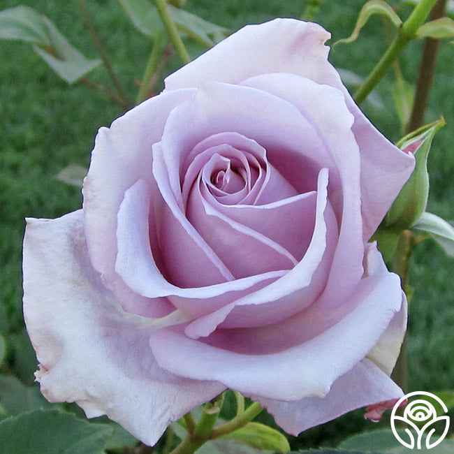 アトリエgg Blue Roseサイズ19ハーフ アトリエgg Blue Roseサイズ19