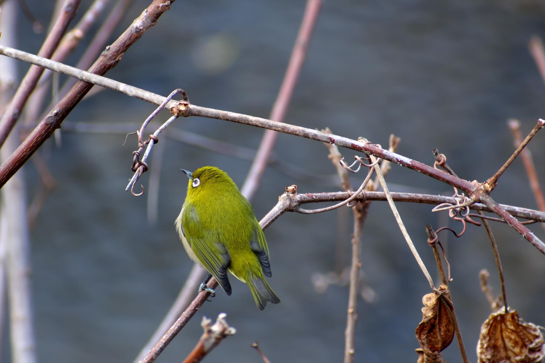 スポーツ・野鳥等に大活躍⭐超望遠レンズ⭐ Nikon AF-P 70-300mm