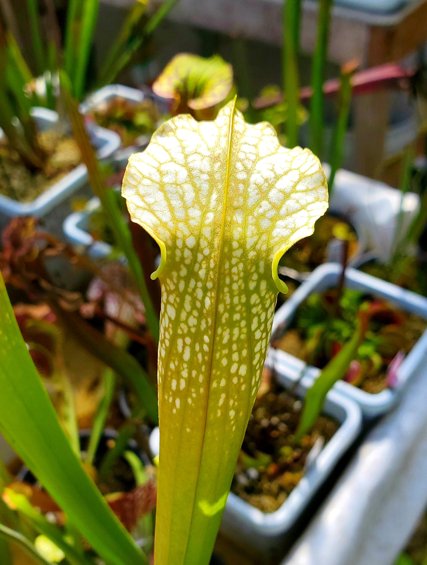 Pitcher Plant - Sarracenia Lemon Yellow Alata x HCW Clone F
