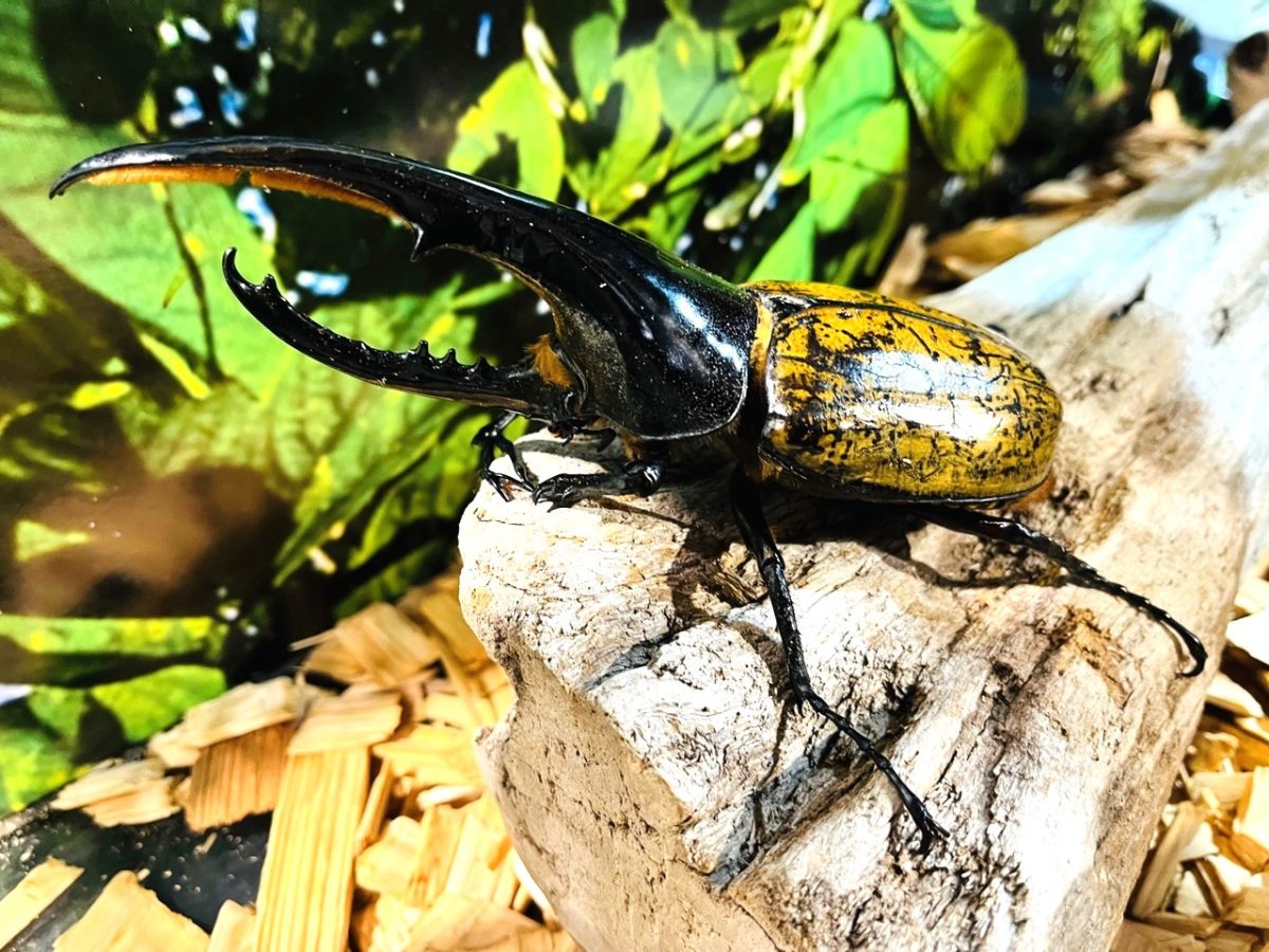 夏休みは小・中学生入館無料】世界最大級のカブトムシ「ヘラクレス