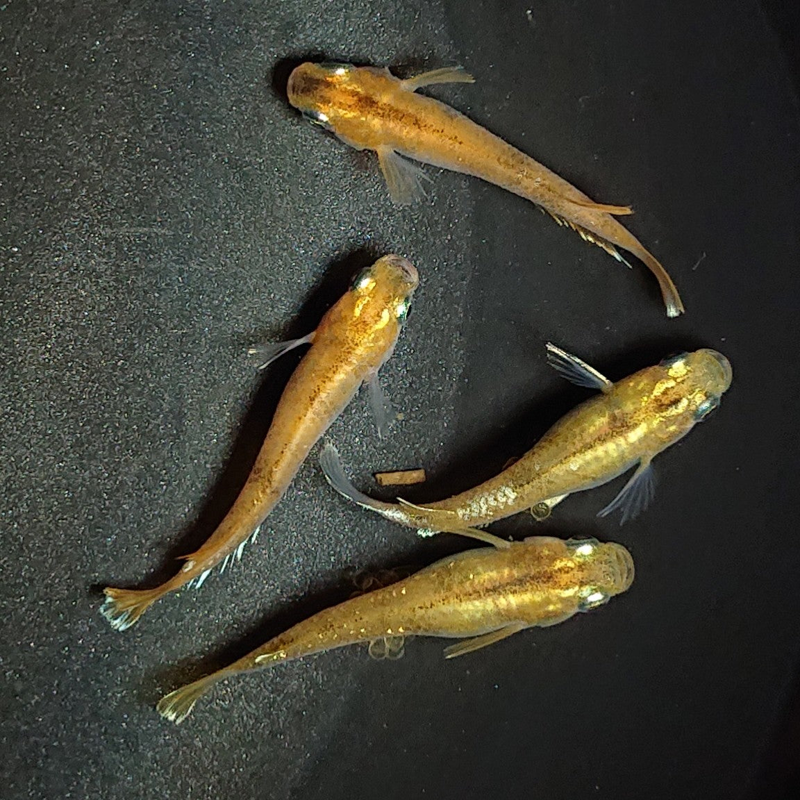 アルゼンチン産 モルフォエピストフィウス3 特大 106mm