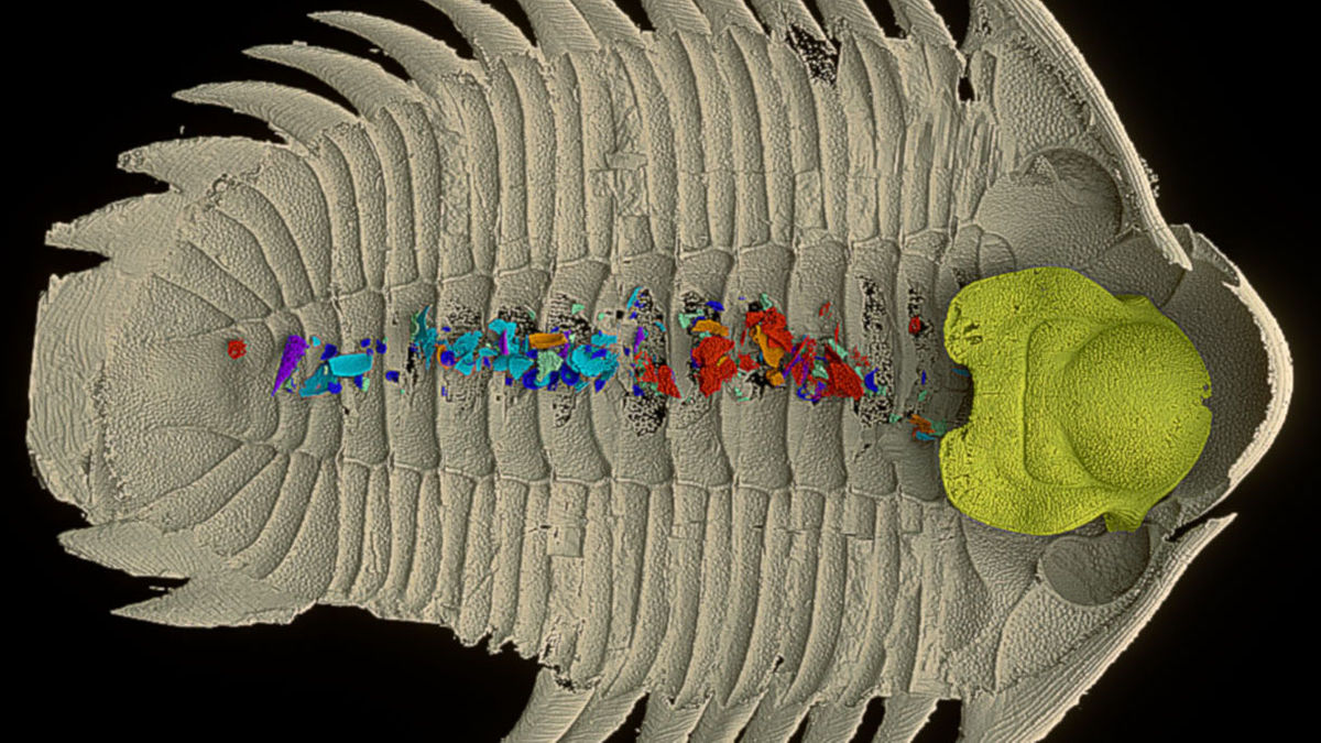 三葉虫 化石 fossil ボリビア産 トライロバイト 三葉虫