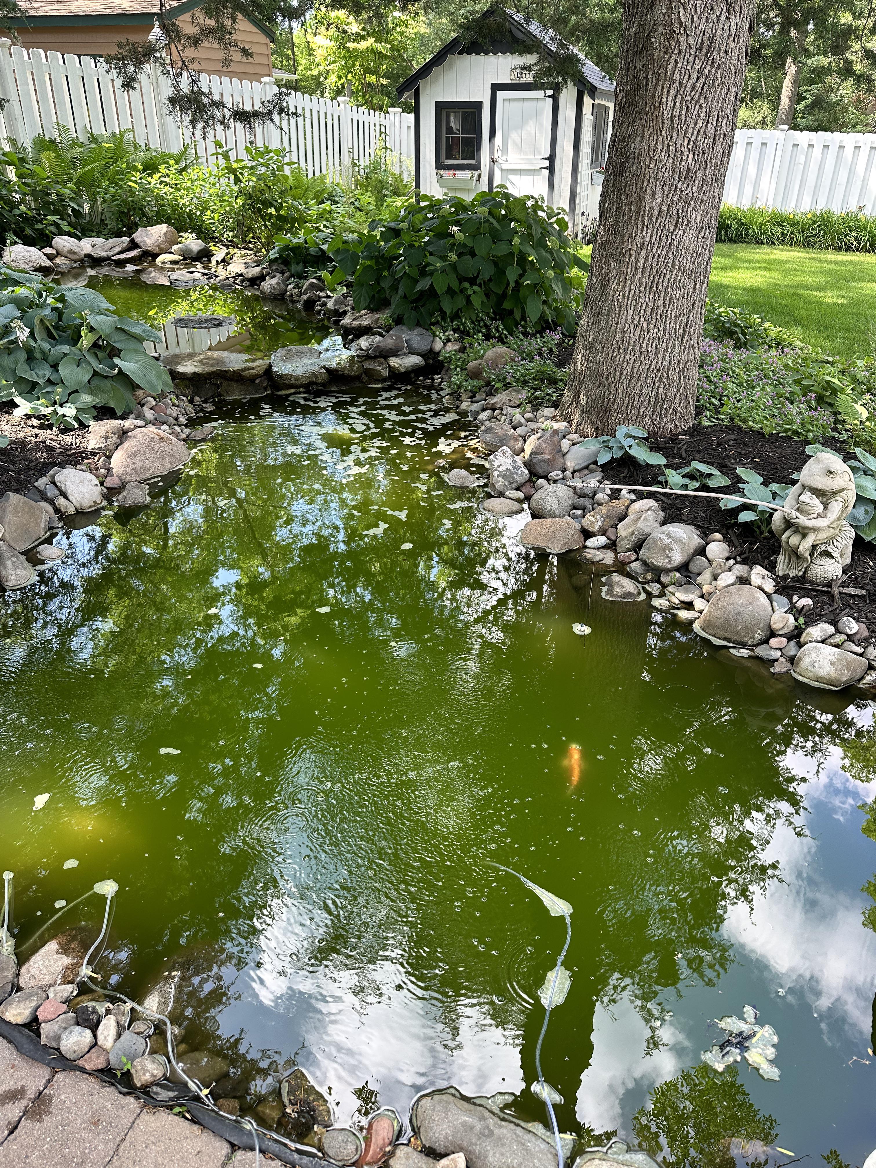 池がすごく緑色で、鯉がいつも池の表面にいるんだよね : r/ponds