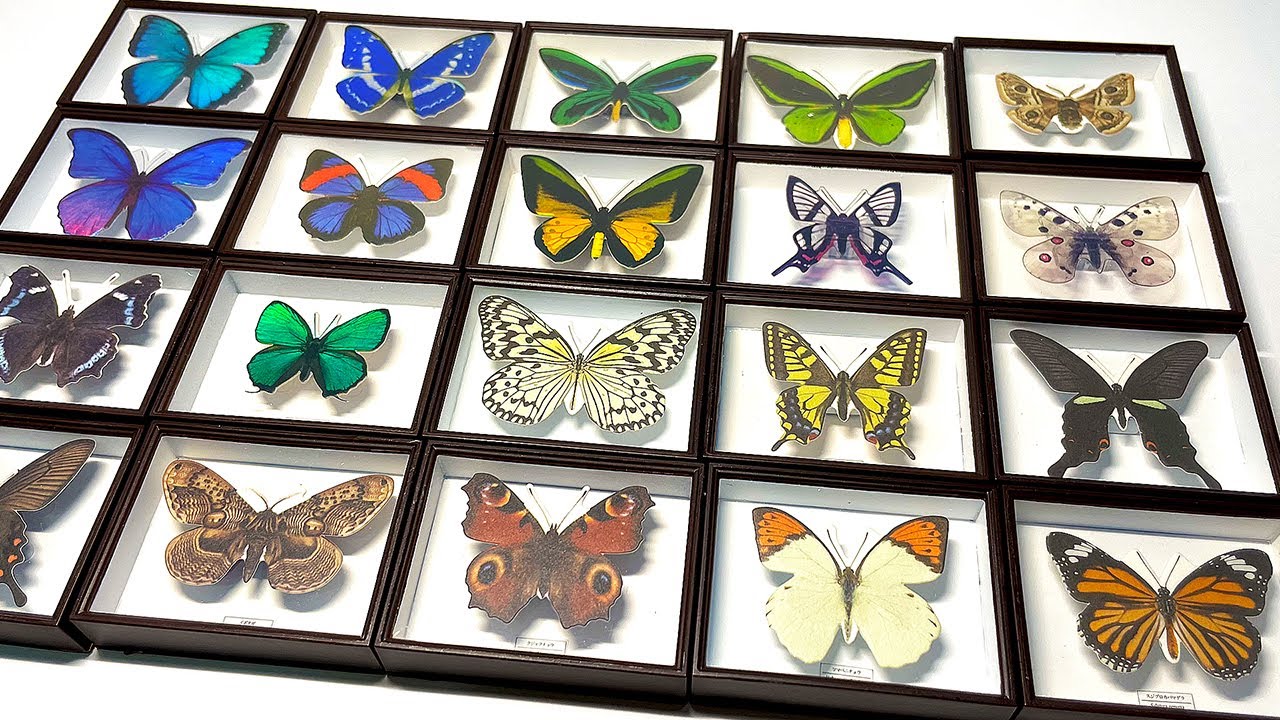 All of these specimens can be purchased for 300 yen. - YouTube