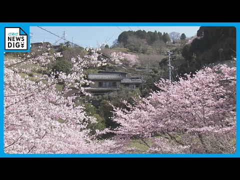 サクラ散りゆく、その側に。 サクラ散りゆく、その側に。 Myuk