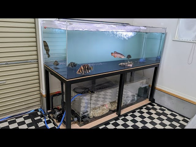 大型水槽】新品1800✕750✕600オーバーフロー水槽を紹介！ダトニオ好き