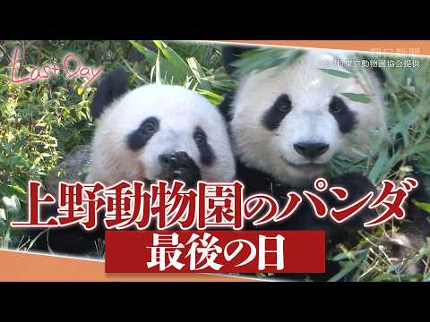 ドキュメンタリー】上野のパンダ「バイバイ」 最終日、笑顔と涙と