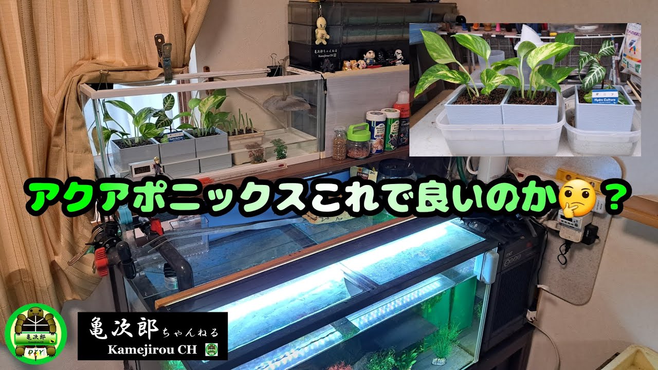 ろ過】アクアポニックスこれで良いのか🤔？ - YouTube