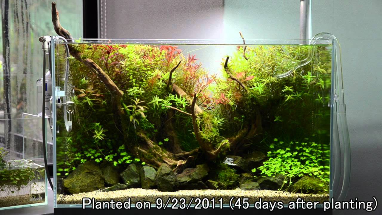 ADA view 45】 NAギャラリー水槽の経時変化 