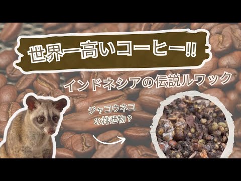 世界一高いコーヒー！インドネシア伝説のコピ・ルアクに出会うまで