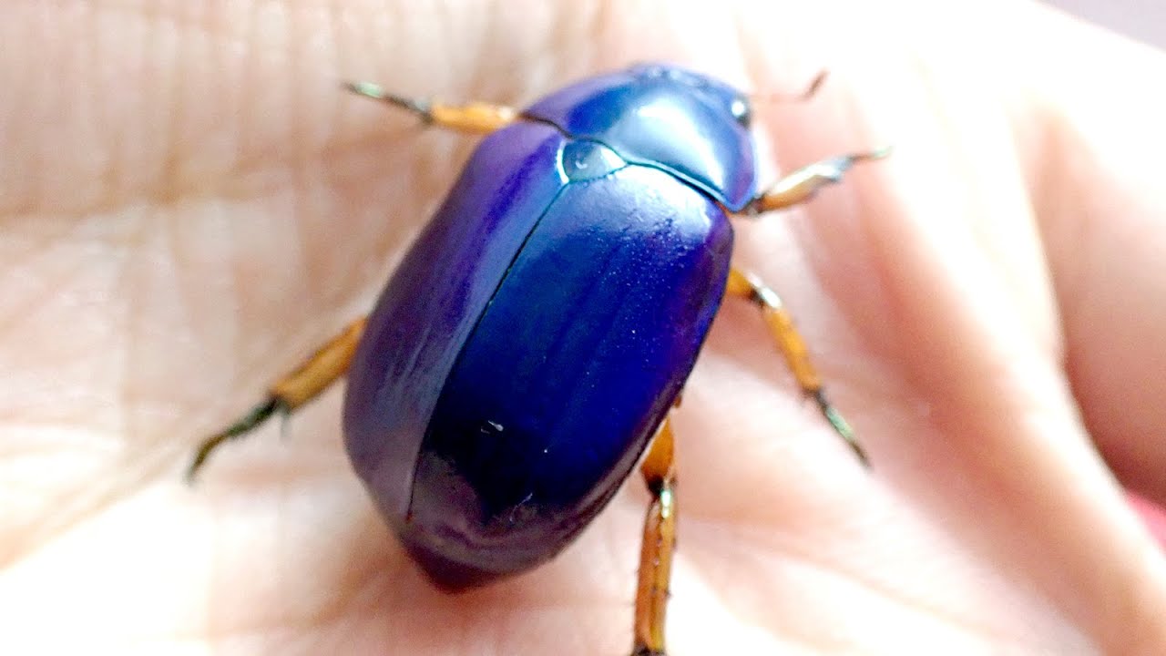 サファイアのような輝きの美麗昆虫を発見！！【オーストラリア虫さがし