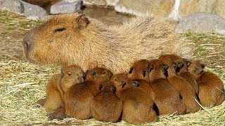 カピバラ子 1002 Three Baby Capybara Brothers [Japan / Shizuoka