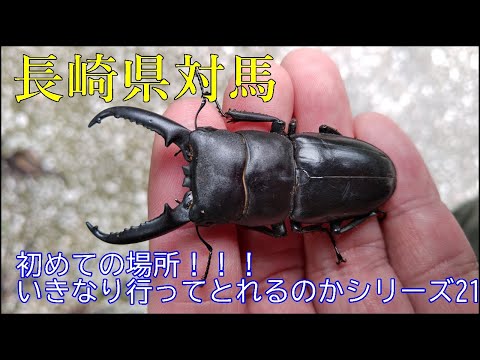 離島のクワガタ採集｜長崎県対馬 2021/9/3~4 - YouTube