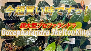 今買い時！超大型ブセファランドラ！スケルトンキング（キシィ）の特徴