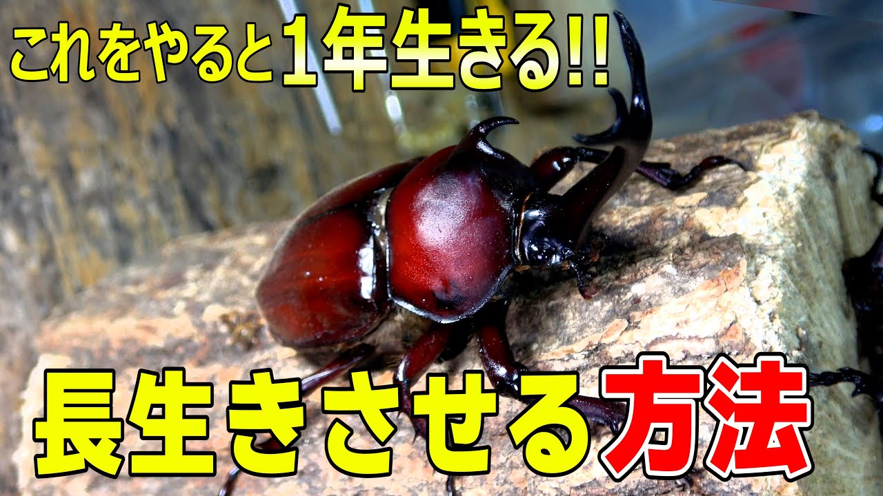 Rhinoceros Beetles] The best way to keep rhinoceros beetles, as